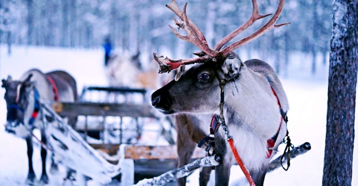 Rovaniemi: Reindeer Safari Tour & 2.5 Km Sled Ride - Cancellation Policy