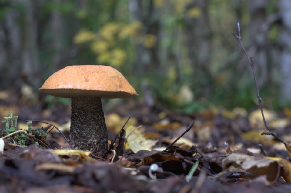 Rovaniemi: Wild Berries and Mushrooms Picking Tour - Foraging Activities