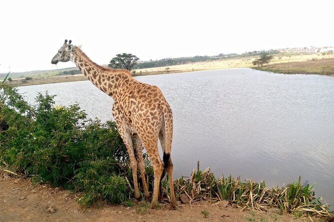 Safari Tour : Nairobi National Park - Wildlife Sightings on the Safari