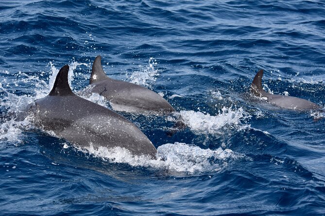 Sailing Yacht Half Day- With Cape Verde Sailing - Rich Marine Life Sightings