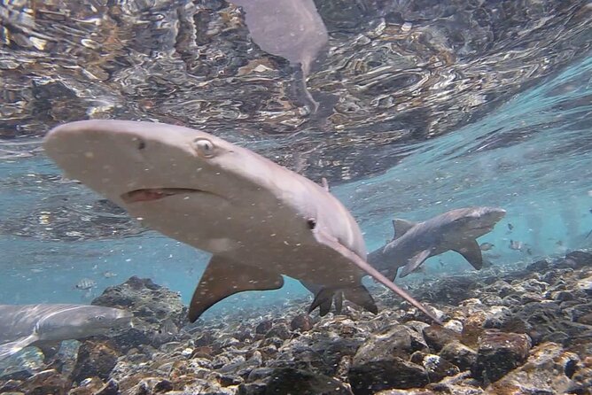 Sal Island: Salt Lake Tour, Shark Bay & Pedra De Lume Village - Customer Feedback: Experiences