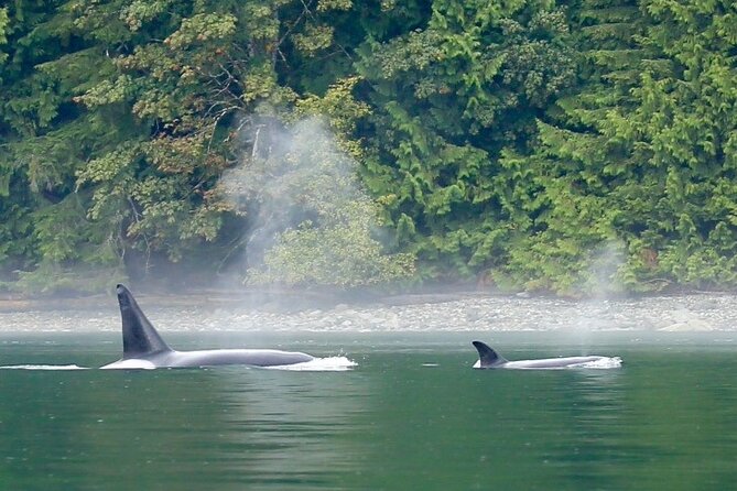 Salish Sea Whale Watching - Meeting Point and Pickup