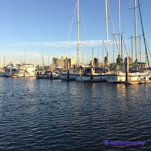 San Diego: Half-Day Marine Wildlife Tour With Lunch - Marine Wildlife Sightings