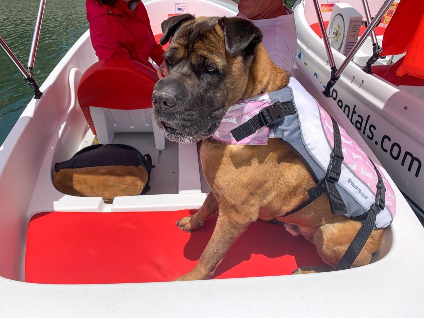 San Diego: San Diego Bay Dog-Friendly Eco Pedal Boat Rentals - Spotting Local Wildlife