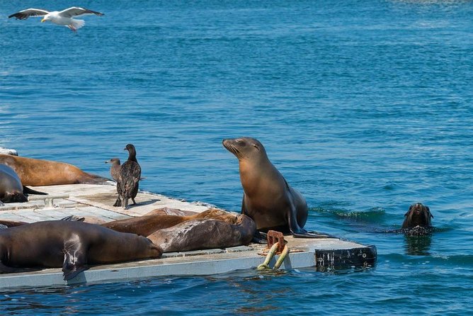 San Diego Seal Tour - Cancellation and Booking