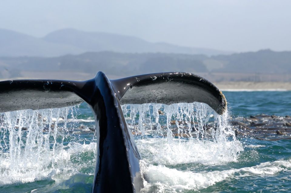 San Diego: Whale Watching Tour - What to Bring and Not Allowed