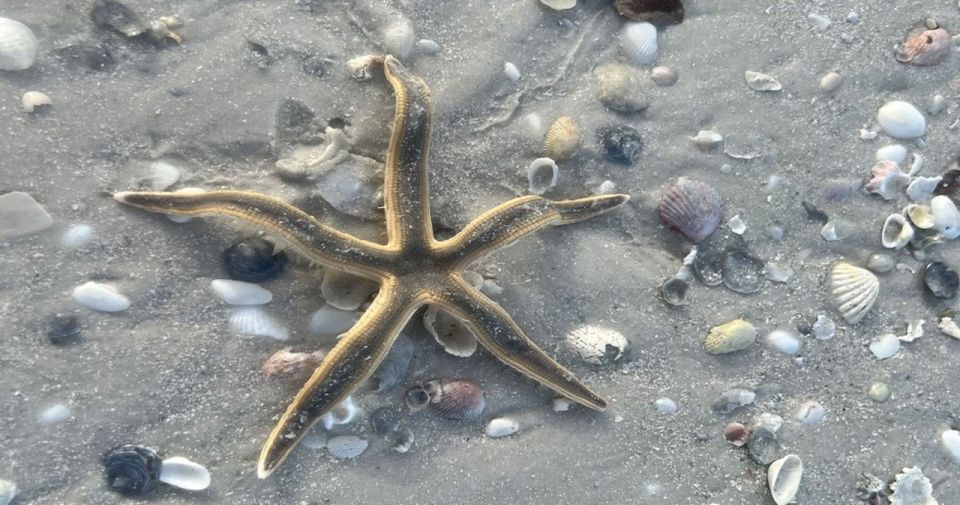 Sand Bar Shelling Tour - Ten Thousand Islands NWR