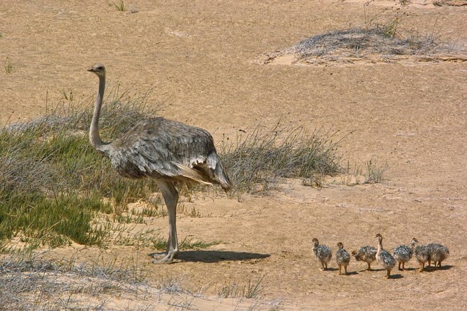 Sandwich Harbour Half-Day 4x4 Tour (5 Hours) From Walvis Bay - Confirmation and Accessibility