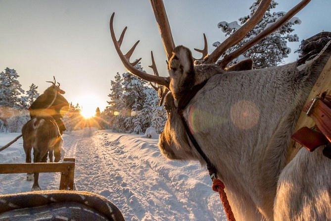 Santa Claus Village Guided Tour & Arctic Animals Adventure - Meeting Santa Claus