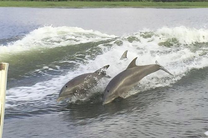 Savannah to Tybee Island With Dolphin Cruise - Dolphin Cruise and Wildlife Viewing