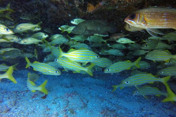 Scuba Diving at Catalina Island - 2 Tank - for Certified Divers - Reasons to Choose This Scuba Diving Trip