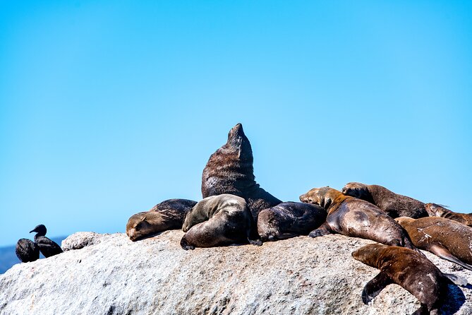 Seal Snorkeling Experience in Cape Town - Reviews