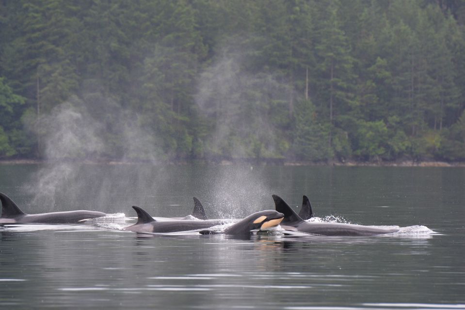 Seattle: Half-Day Wildlife and Whale Watching Cruise - Onboard Naturalist Guide