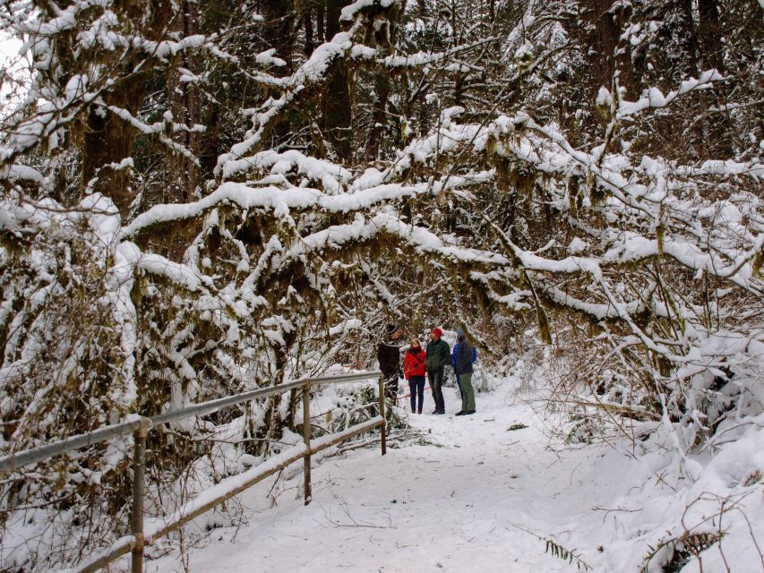 Seattle: Longmire in Mount Rainier Winter Day Tour - Group Size and Duration