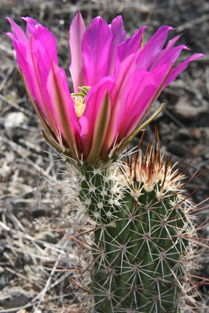 Sedona: 2-Hour Colorado Plateau Scenic Tour - History and Nature Insights