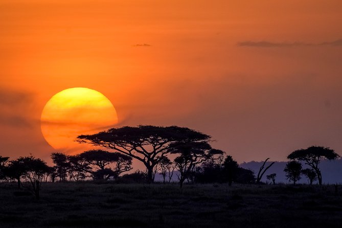 Serengeti & Ngorongoro 3 Days Fly Safari in From Zanzibar - Transportation and Guides