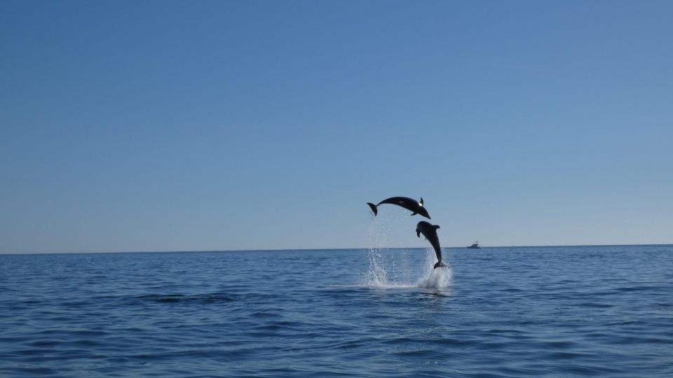 Sesimbra: Dolphin Watching With Biologist Arrábida Natural Park - Learning From Marine Biologist