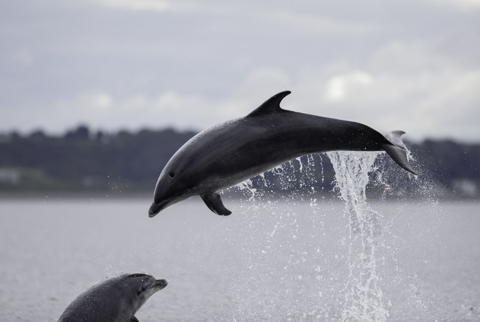 Sesimbra: Guided Dolphin Watching in Arrábida Natural Park - Included Amenities