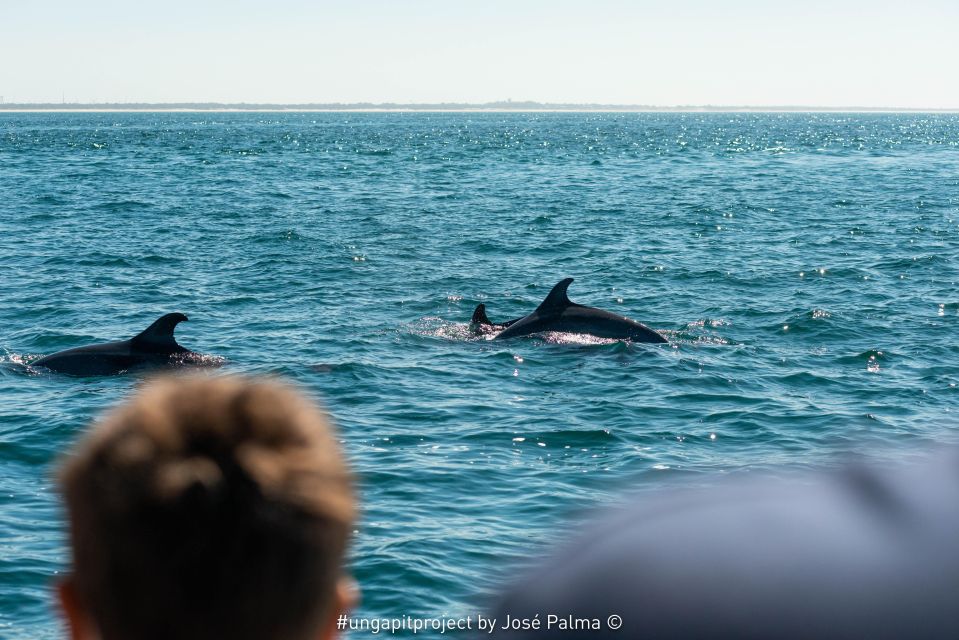 Setúbal: Dolphin Watching - Meeting Point