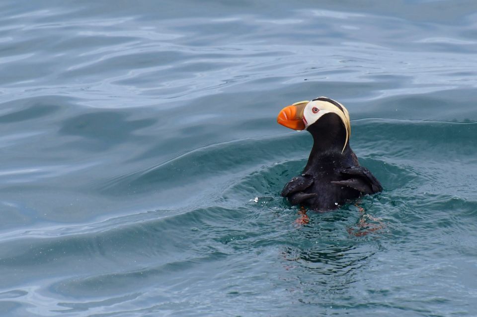 Seward: Resurrection Bay and the Kenai Fjords Orca Cruise - Logistics and Check-in