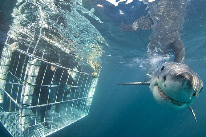 SHARK CAGE DIVING and VIEWING (Self Drive) - Shark Expert and Video