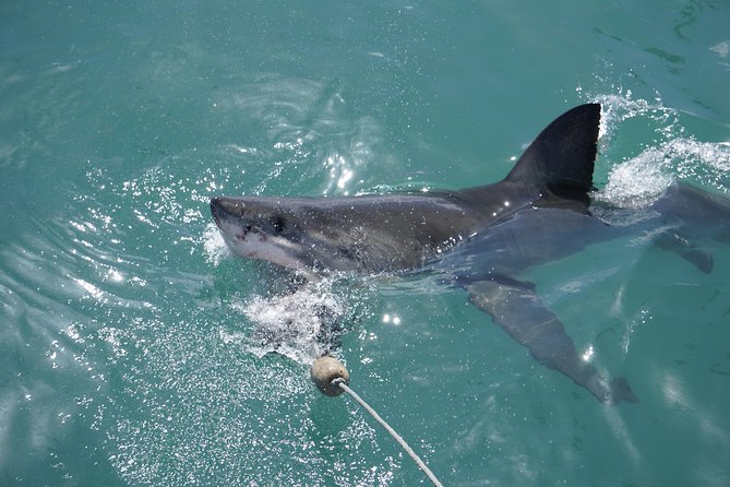 Shark Cage Diving Viewing Only - Tour Highlights