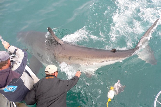 Shark Cage Diving & Viewing Tours in Gansbaai - Arrival and Safety Briefing