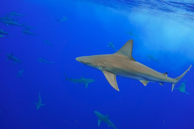 Shark Tour Dive With Sharks in Hawaii With One Ocean Diving - Booking Confirmation and Inclusions