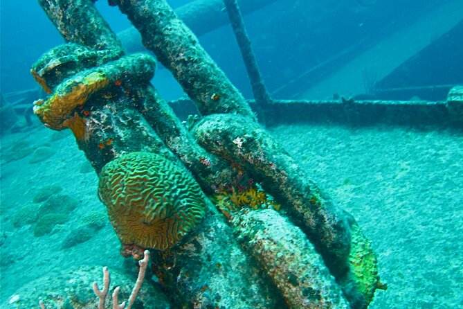 Shipwreck Snorkel in Bermuda - Suitable for Ages and Abilities