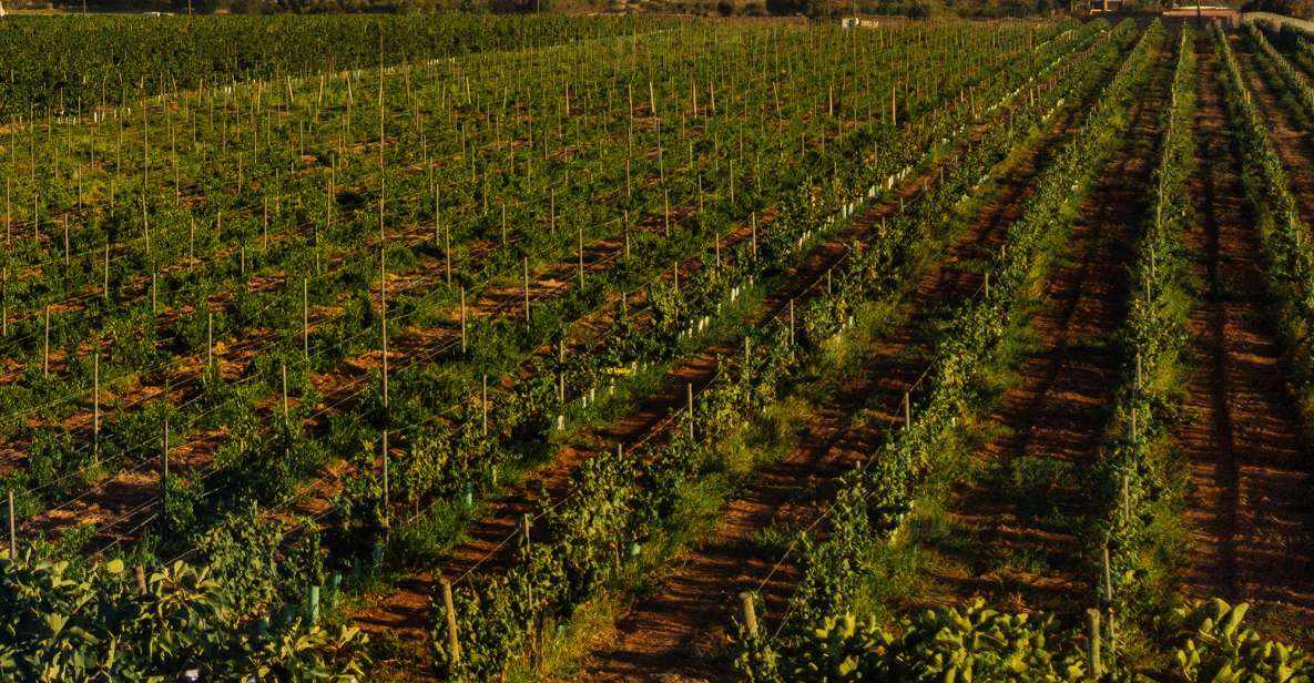 Silves: Algarve Vineyard Tour With Premium Wine Tasting - Accompanied by Local Cheeses and Charcuterie