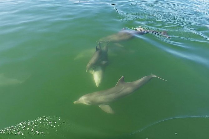 Small Group 2 Hour Dolphin Cruise With Snorkeling to Shell Key - Pricing and Affordability