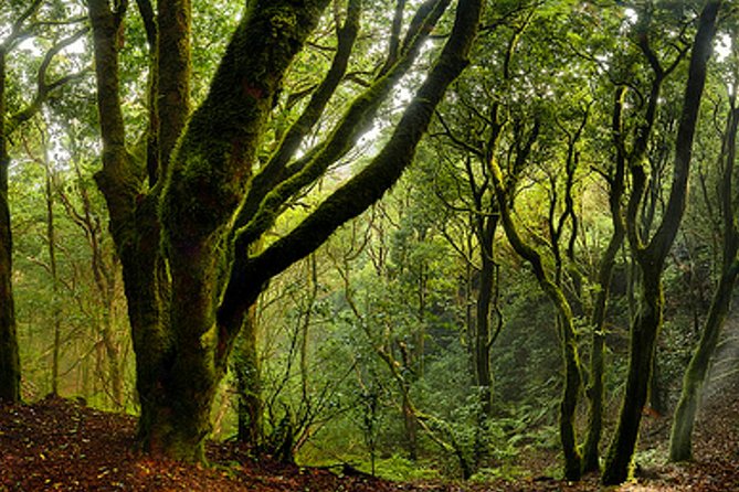 Small Group Guided Hiking in Anaga Rural Park in Tenerife - Cancellation Policy