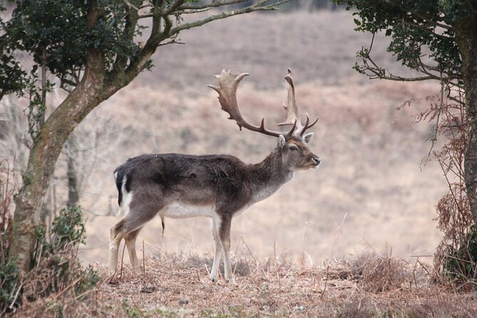 Small-Group New Forest Discovery Walk From Lyndhurst - Cancellation Policy