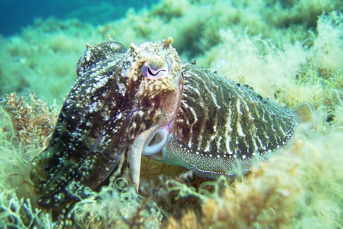 Snorkeling Adventure Trip - Meeting Point and Transportation