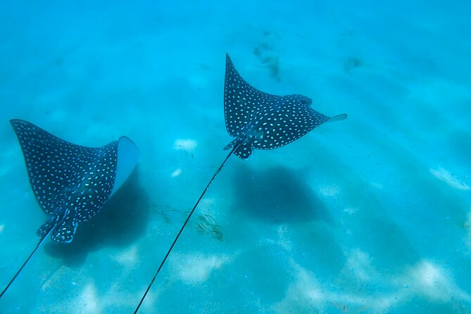 Snorkeling W/ Manatees & Turtles in San Juan! (Free Rum) - Snorkeling Gear and Life Jacket Included