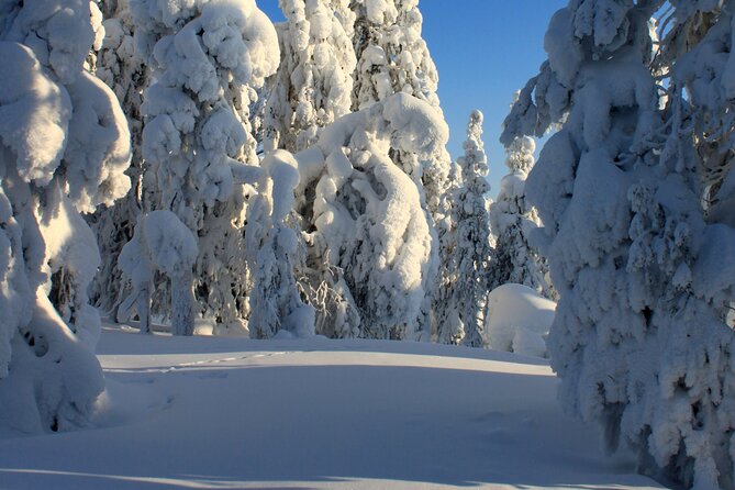 Snowshoe in a Winter Forest - Experiencing Laplands Culture