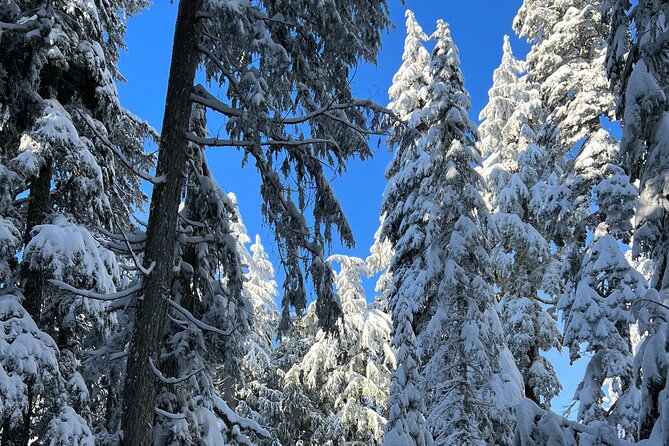 Snowshoeing In Vancouvers Winter Wonderland - Booking and Cancellation