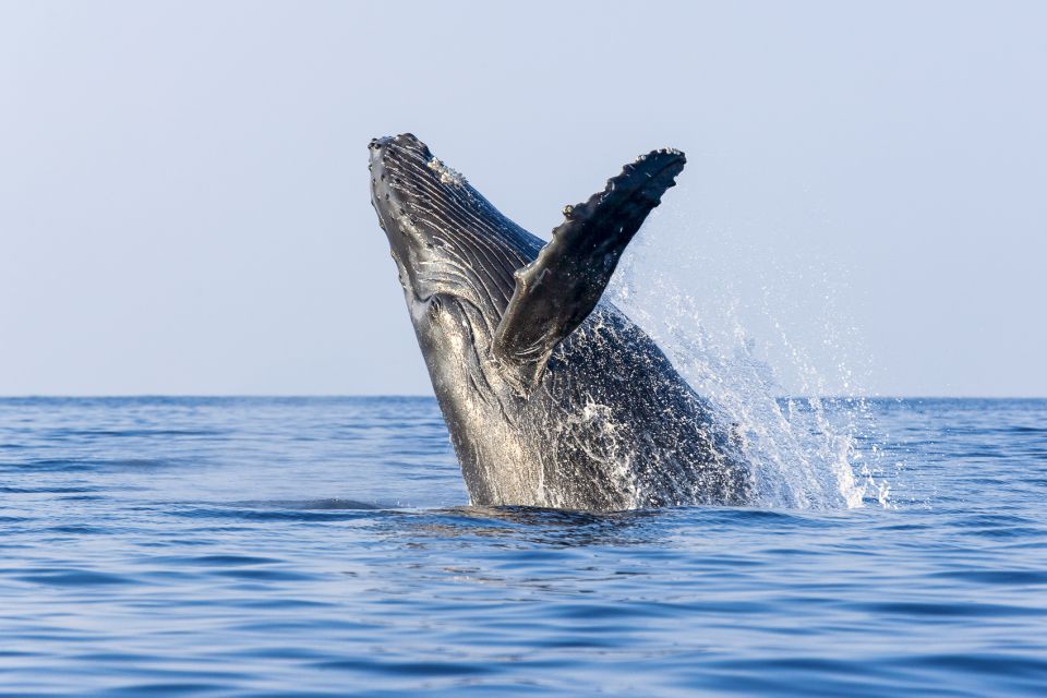 South Maui: Whale Watching Cruise Aboard Calypso - What to Bring and Requirements