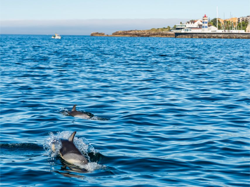 South Route: Dolphin Watching - Dolphin Viewing Highlights