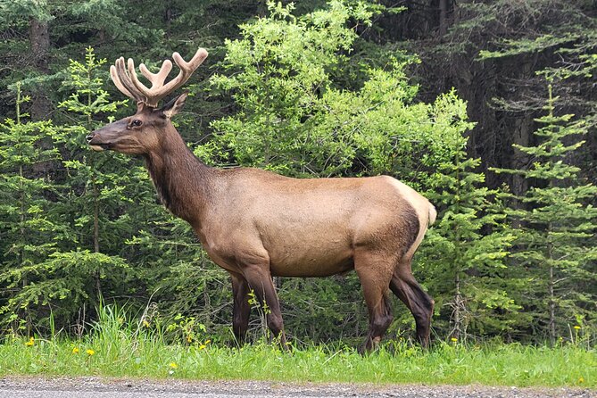 Spectacular Banff Day Trip - Tour Details