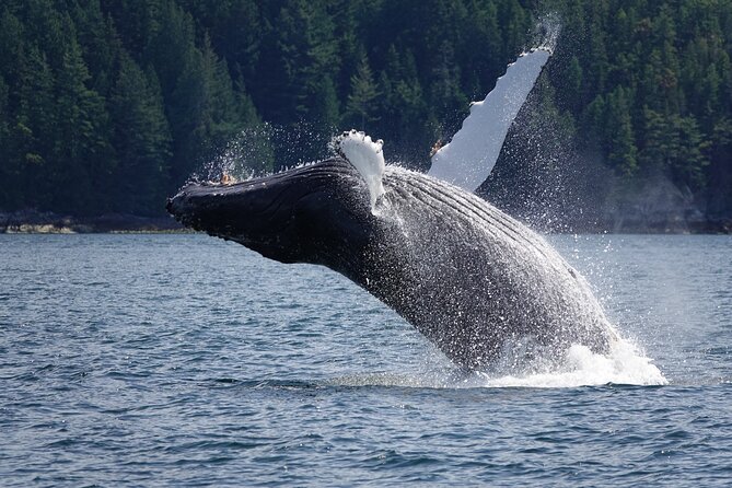 Spring Bear and Waterfall Tour - Visitor Information