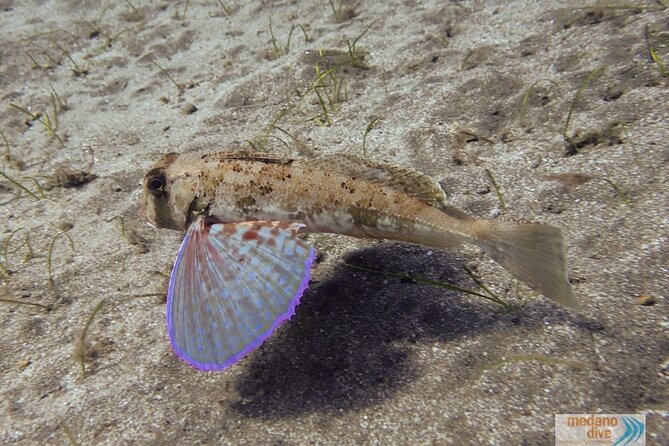 SSI Open Water, South Tenerife - Schedule and Availability