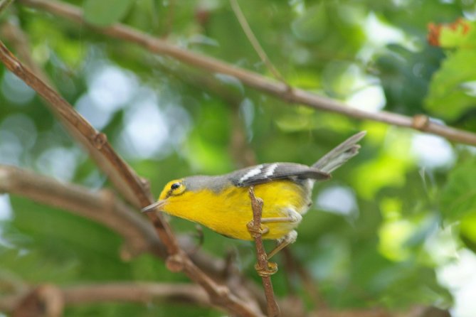 St Lucia Rainforest Walk - Diverse Flora and Fauna