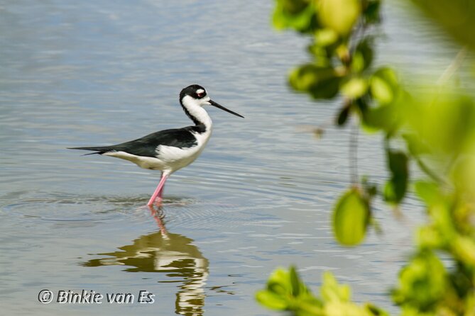 St.Martin - St.Maarten: Small Group, Birding Tour / Bird Watching Tour - Group Size