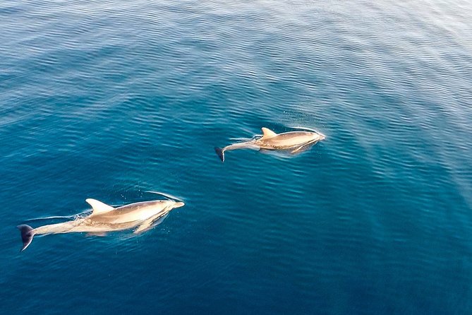 Stand Up Paddle With Dolphins - Included Amenities