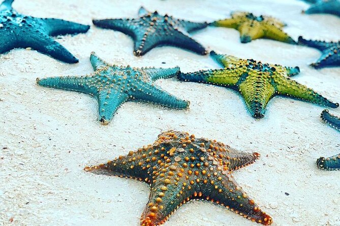 Starfish Adventure; Blue Lagoon Snorkeling; The Rock; Paje Beach; Jozani Forest - Customer Reviews and Feedback