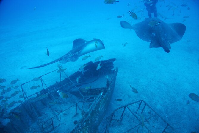 Submarine Tour Tenerife: a 1 Hour Underwater Experience - Tour Schedule and Duration