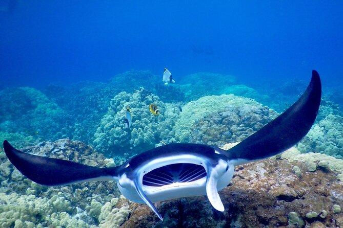 Sunset and Manta Ray Snorkel Adventure - Meeting and Parking Information