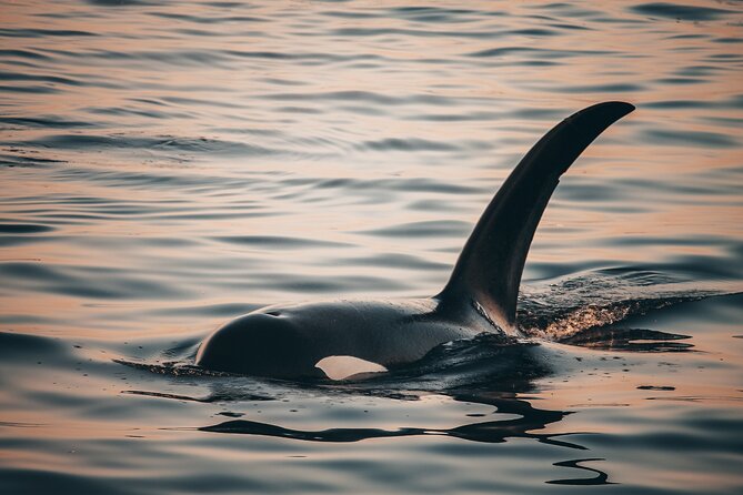 Sunset Whale Watching Adventure From Vancouver - Reviews