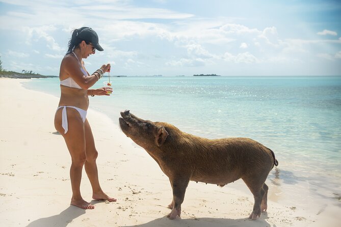 Swimming Pigs With Pickup: Pig Cant Fly, but They Do Swim! - Pig Encounter and Lunch